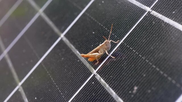 Small Grasshopper Sits on a Solar Panel Cell in the Forest. Portable photovoltaic battery with a sitting insect on a grid. Ecological energy sun consumption at sunset. Hiking tourism. Zoom. Close up.