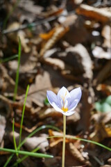 a crocus flower blooming in autumn