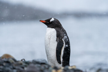 Gentoo Penguin in Antarctica