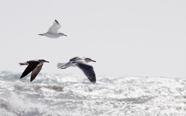 Fototapeta na wymiar seagulls in flight sea background