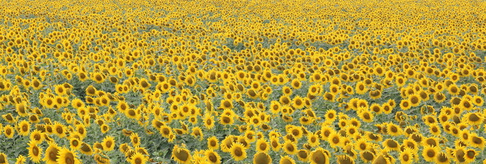 Sunflower field landscape  Sunflowers garden  Sunflower blooming  Sunflower natural background