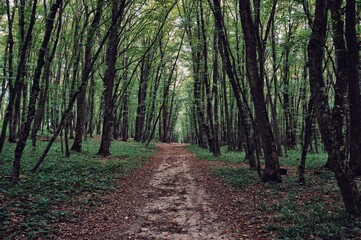 path in the forest