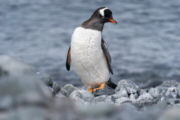 Gentoo Penguin in Antarctica