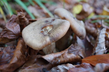 Autumn and the beauty of nature