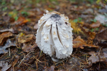 Autumn and the beauty of nature