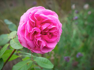 Pink rose bloom flowering in a garden, variety Gertrude Jekyll