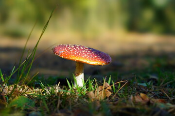 mushroom in the forest