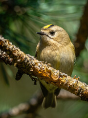 Beautiful nature scene with Goldcrest (Regulus regulus). Wildlife shot of Goldcrest (Regulus regulus) on the branch. Goldcrest (Regulus regulus) in the nature habitat.