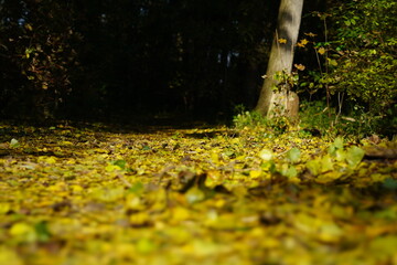 autumn leaves in the forest