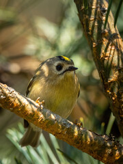 Beautiful nature scene with Goldcrest (Regulus regulus). Wildlife shot of Goldcrest (Regulus regulus) on the branch. Goldcrest (Regulus regulus) in the nature habitat.