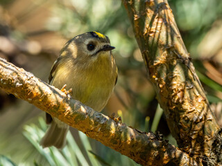 Beautiful nature scene with Goldcrest (Regulus regulus). Wildlife shot of Goldcrest (Regulus regulus) on the branch. Goldcrest (Regulus regulus) in the nature habitat.