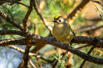 Beautiful nature scene with Goldcrest (Regulus regulus). Wildlife shot of Goldcrest (Regulus regulus) on the branch. Goldcrest (Regulus regulus) in the nature habitat.