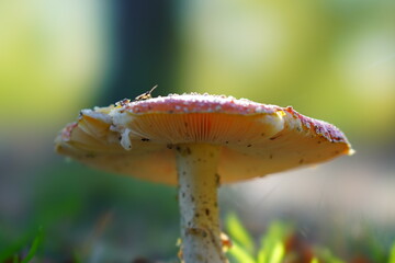 mushroom in the forest