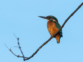 Beautiful nature scene with Common kingfisher (Alcedo atthis). Wildlife shot of Common kingfisher (Alcedo atthis) on the branch. Common kingfisher (Alcedo atthis) in the nature habitat.