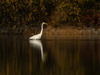 Beautiful nature scene with Great egret (Ardea alba). Great egret (Ardea alba) in the nature habitat.