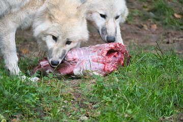 Young white wolf, taken in the Wolfspark Werner Freund while feeding