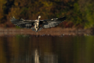 Beautiful nature scene with Grey heron (Ardea cinerea). Grey heron (Ardea cinerea) in the nature habitat.