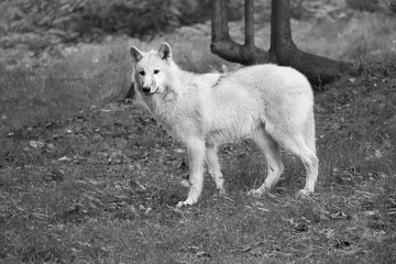 Naklejka na ściany i meble Young white wolf, in black white taken in the wolf park Werner Freund.