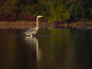 Beautiful nature scene with Grey heron (Ardea cinerea). Grey heron (Ardea cinerea) in the nature habitat.