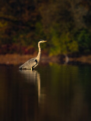 Beautiful nature scene with Grey heron (Ardea cinerea). Grey heron (Ardea cinerea) in the nature habitat.