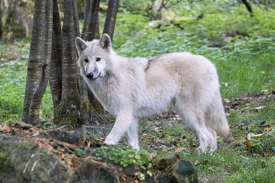 Young white wolf from the wolf park Werner Freund.