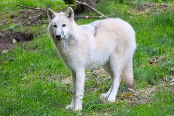 Young white wolf from the wolf park Werner Freund.