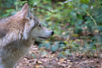 Siberian wolf, taken in portrait.