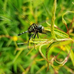 Dragonfly on plant