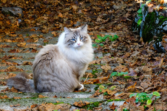 Gatto della razza Sacro di Birmania in un giardino ricoperto di foglie.