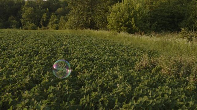 View Of Summer Green Field And A Buble Flying In The Air