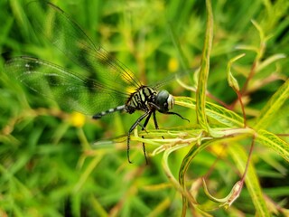 dragonfly on a green leaf