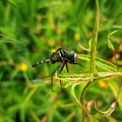 close up of a dragonfly on the plant