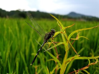 dragonfly on the green leaf