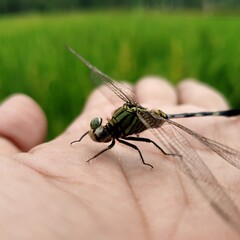 dragonfly on a hand