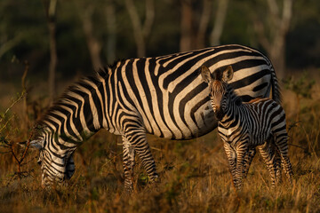 Fototapeta na wymiar Plains Zebra - Equus quagga, large popular horse like animal from African savannas, Lake Mburo National Park, Uganda.