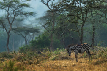 Fototapeta premium Plains Zebra - Equus quagga, large popular horse like animal from African savannas, Lake Mburo National Park, Uganda.