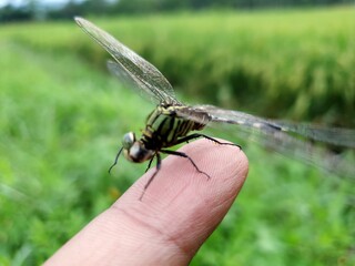 dragonfly on the finger
