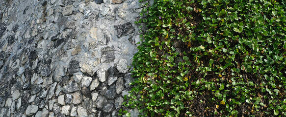 stone wall background with leaves