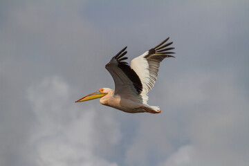 Pelicans in the Danube Delta, Romania
