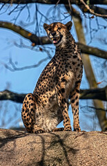 Cheetah on the stone in its enclosure. Latin name - Acinonyx jubatus	