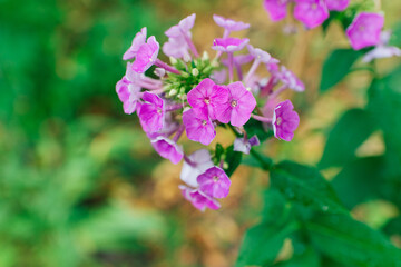 Garden phlox (Phlox paniculata), vivid summer flowers. Blooming branches of phlox in the garden on a sunny day. Soft blurred selective focus.	