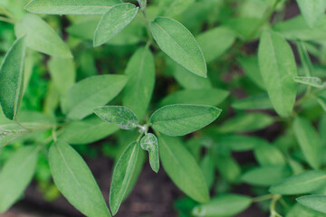 Sage is a plant in the garden. Spice. Green textured leaves of the plant.