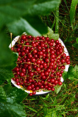 red currents in a bowl