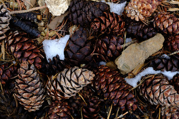 Colorful pine cones in a late spring snowfall