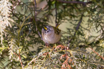 Common golden rabbit in spruce, Regulus regulus, bird with a yellow stripe on its head, the smallest bird in Europe, tiny, quick and agile bird