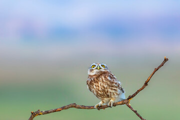 Little owl. (Athene noctua). Nature background. 