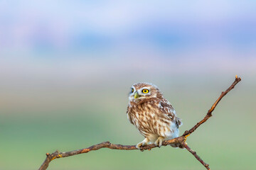 Little owl. (Athene noctua). Nature background. 