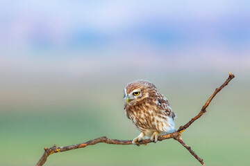 Little owl. (Athene noctua). Nature background. 