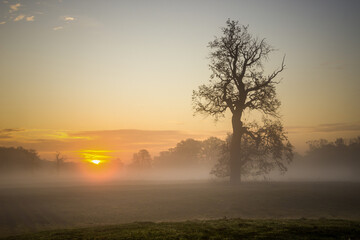 Fototapeta na wymiar Lonely oak tree in the field during sunrise