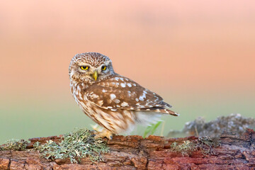 Little owl. (Athene noctua). Nature background. 